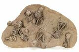 Plate of Eleven Alien-Looking Jimbacrinus Crinoids - Australia #262405-1